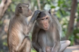 أفضل معالم السياحة في ماليزيا: رحلة لا تنسى تبدأ من هنا 6 شاطئ القردة - مكان ممتع لزيارته خلال السياحة في ماليزيا