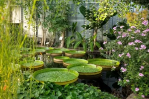 الحديقة النباتية القديمة - تعتبر ضمن أبرز معالم سياحية في سويسرا 