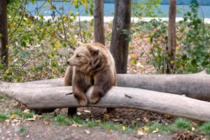 حديقة الدب - سويسرا سياحة الاستكشاف والمغامرة 