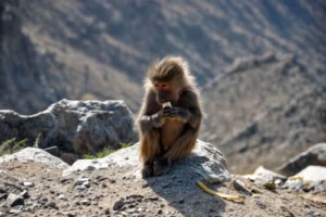 Taif Wildlife Center: unique tourist site in Saudi Arabia