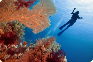 Enjoy water sports and coastal adventures in Saudi Arabia