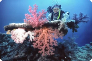 The Red Sea Saudi Arabia coastline is globally respected among diving enthusiasts.