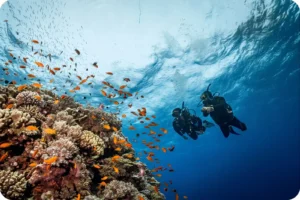 Scuba diver exploring coral reefs and marine life in The Red Sea Saudi Arabia