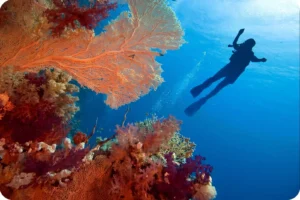 Snorkeler exploring colorful coral reefs and marine life in The Red Sea Saudi Arabia