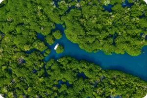 Aerial view of dense mangroves divided by winding turquoise waterways.
