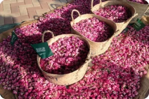 Woven baskets filled with freshly gathered pink roses