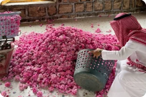 Rose picker carrying a basket through rows of flowering bushes