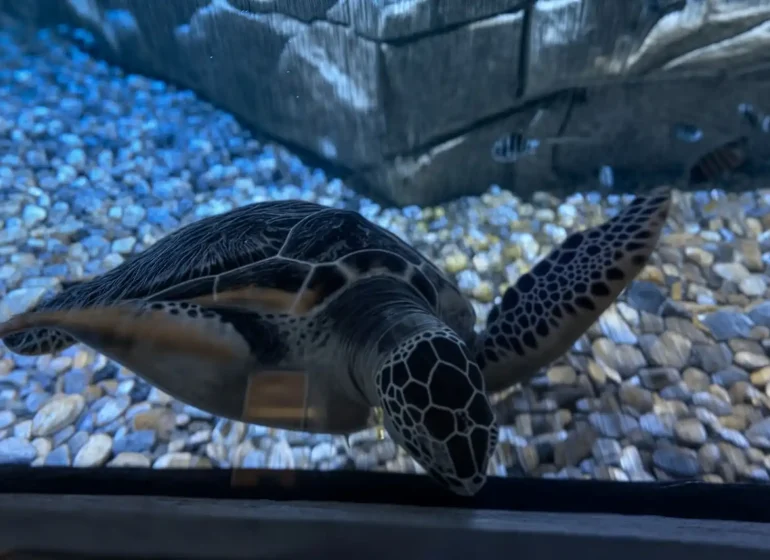 أكواريوم بوكيت - تجربة فريدة في رحلات تايلاند