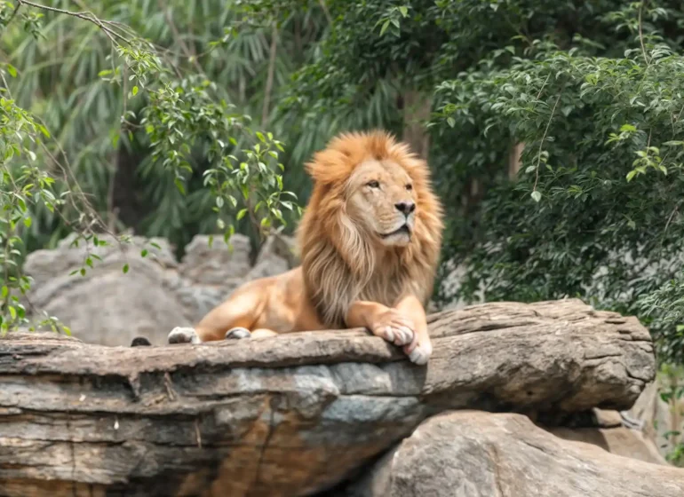 حديقة سفاري بونشاك - أجمل مناطق سياحية في بونشاك